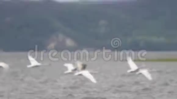 成群的天鹅在河上飞快地飞翔视频的预览图