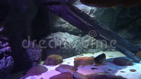 有海洋生物的水下世界鱼在水底游泳视频的预览图