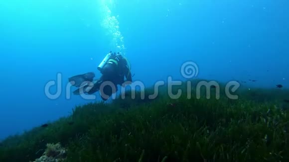 水下场景水肺潜水员在绿色正海藻田上视频的预览图