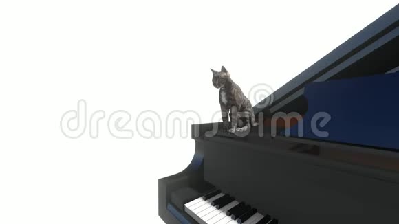 猫坐在钢琴上洗衣服视频的预览图