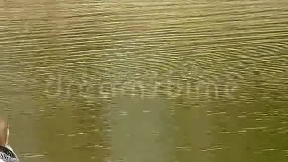 灰灰鹅和天鹅鹅在湖里游泳视频的预览图
