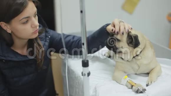 一只生病的狗在一家兽医诊所爪子里有一根导管女孩中风了后悔了视频的预览图