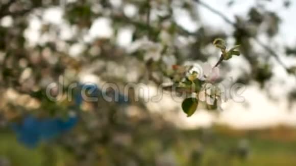 家庭垃圾开花的苹果树树枝上的塑料垃圾地球的塑料污染零废物视频的预览图