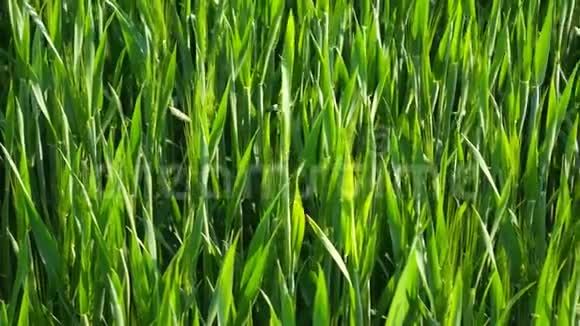 天然绿野小麦风吹视频的预览图