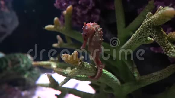水族馆里的海马野生海洋生物视频的预览图