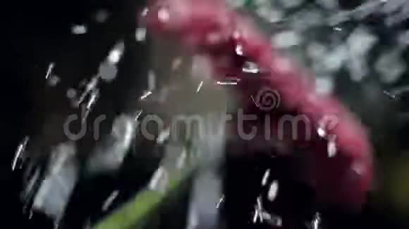 近景酒红菊清水流视频的预览图