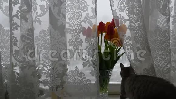 美国短毛猫靠近郁金香花束视频的预览图