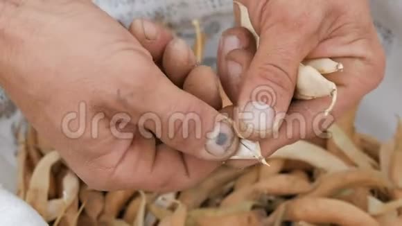 男人的手剥开豆子的白色和粉红色把它拉到一个装满干熟豆的袋子上近距离观看视频的预览图