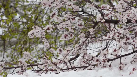 雪中绽放的杏枝自然异常视频的预览图