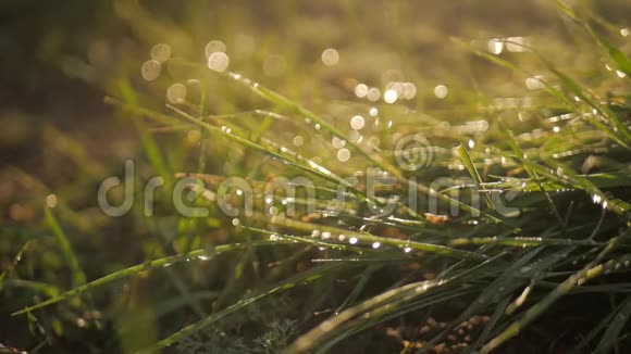 一滴露水滴在绿草上视频的预览图
