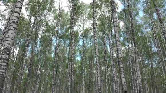 桦树林四架飞机的空中摄影在蕨类植物上方的树木之间飞翔视频的预览图