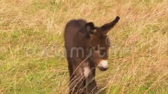 一头小毛驴在田野上视频的预览图