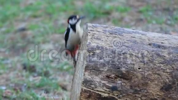 树桩上的啄木鸟早餐寻找昆虫视频的预览图