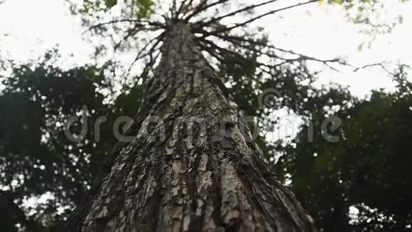 一棵巨大的老松树上面有绿色的树冠视频的预览图