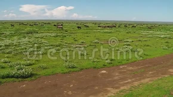 蓝羚羊在恩杜图奔跑视频的预览图