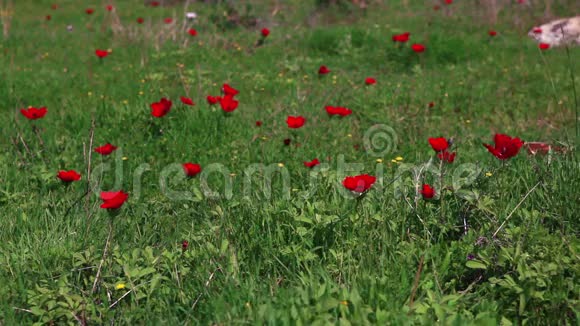 有红花的草视频的预览图