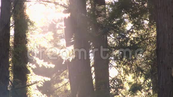 森林里的虫子和阳光视频的预览图