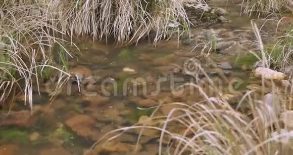 河水顺着一条石质的小溪流淌河岸上长满了长草视频的预览图