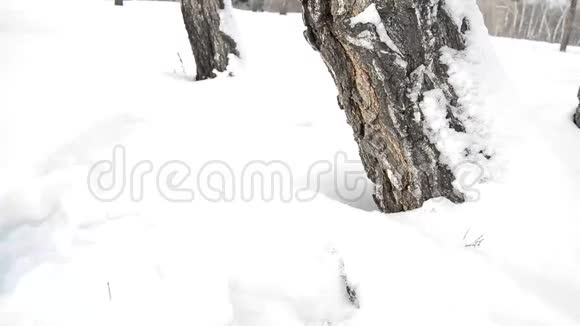 一个年轻的女人在冬天的公园里在一棵树周围的松松的雪中快乐而无忧无虑地散步视频的预览图