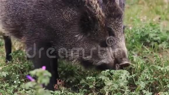 野猪或猪在乡间田野嗅草视频的预览图