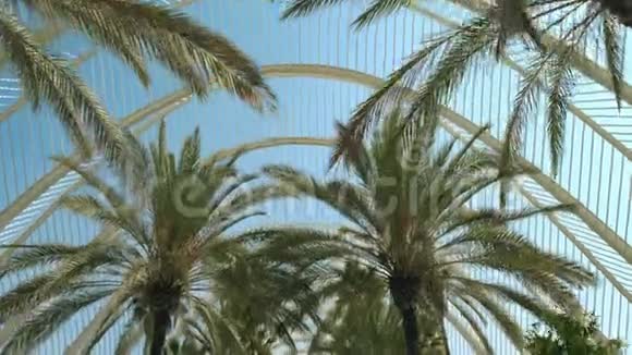 在阳光明媚的夏日蒸汽机沿着棕榈树小巷行走低角度观看西班牙巴伦西亚视频的预览图