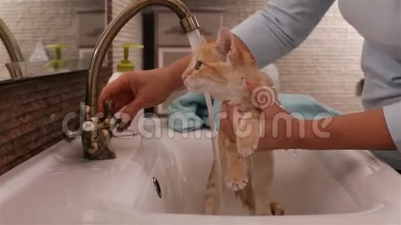 浴室水槽里的可爱的姜猫被水浸湿了视频的预览图