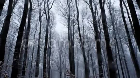 冬天森林树梢的惊慌射击下雪了视频的预览图
