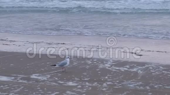 海沙海岸的海浪冲走了海鸥视频的预览图