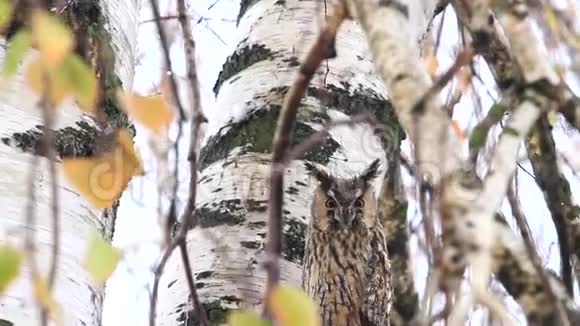 猫头鹰坐在秋雨的树枝间视频的预览图