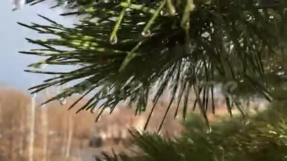 春雨中针叶树的松枝视频的预览图