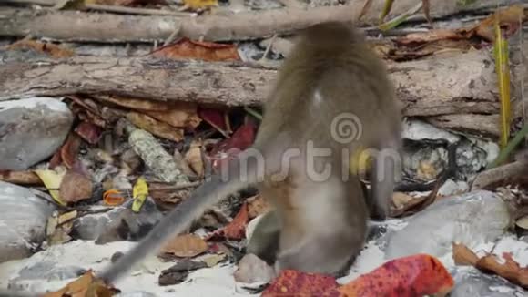 猴子和一只小猴子打架视频的预览图