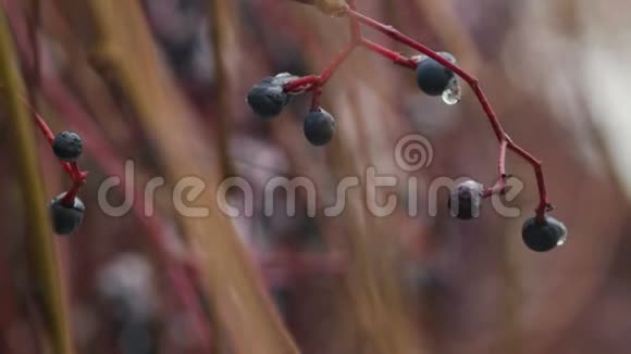 冰冻黑罗文浆果覆盖冰柱特写视频的预览图