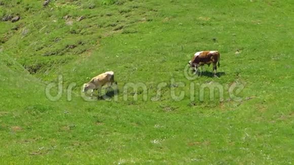 在阿塞拜疆低地漫游的牛视频的预览图