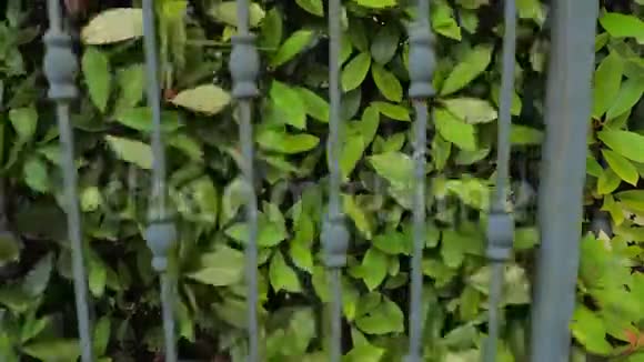 自动门系统你的背景由生长紧密的灌木或灌木形成的绿色栅栏或边界闭幕视频的预览图