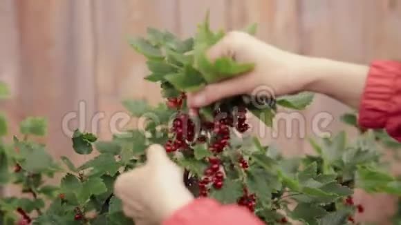 成熟的红醋栗红醋栗浆果躺在女士棕榈在采摘浆果在水果花园夏季收获视频的预览图