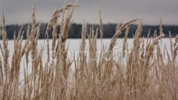冬小麦的田地视频的预览图