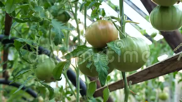 温室里的西红柿视频的预览图