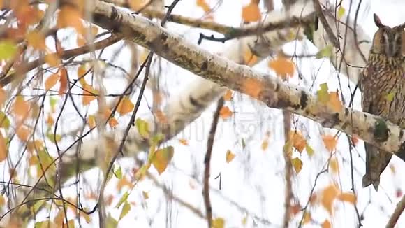 猫头鹰坐在彩色桦树叶子之间视频的预览图