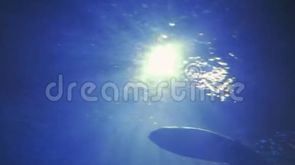 水下大鱼在灯光下游动视频的预览图