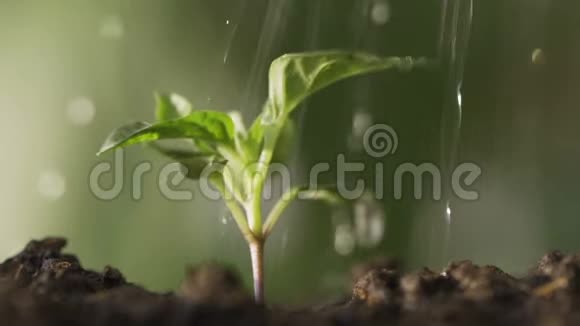 将幼树用手在后土上种植以此作为保育和保存的理念视频的预览图