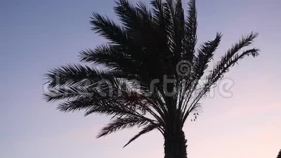 风吹动晴空背景上的掌叶美丽的棕榈树顶部特写视频的预览图