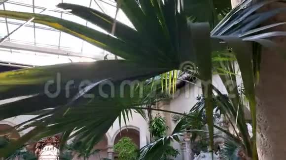 阳光透过玻璃屋顶照射在中庭的棕榈树上视频的预览图