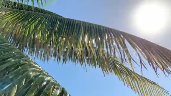 太阳照耀着迈阿密沙滩上的棕榈树和海洋背景视频的预览图