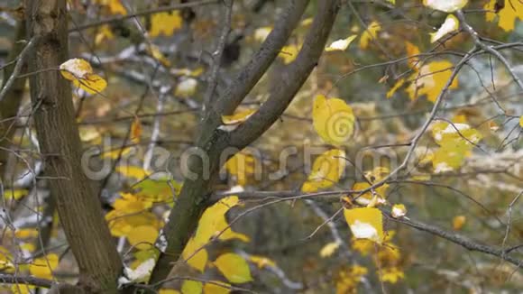 秋叶黄的树枝特写视频的预览图