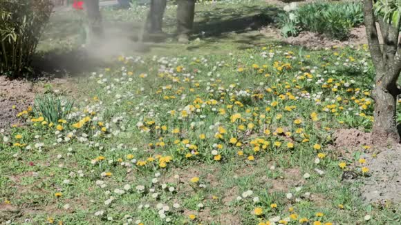 工人用除草机在花园里割草视频的预览图