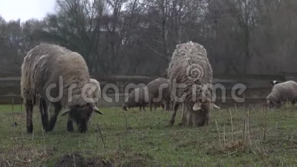 毛茸茸的羊在农场土地上吃草成群的羊在户外吃草视频的预览图