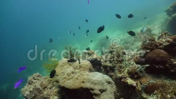 海底有珊瑚和热带鱼珊瑚礁和鱼在水下菲律宾Camiguin视频的预览图