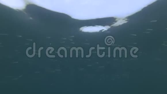 在蓝蓝的天空背景下鱼沙银在水面下游泳视频的预览图