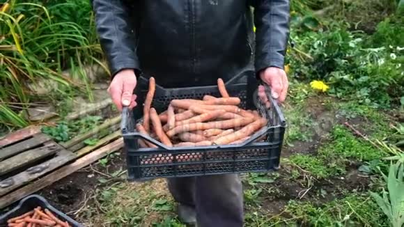 田里的农夫手里拿着胡萝卜的生物有机产品胡萝卜视频的预览图