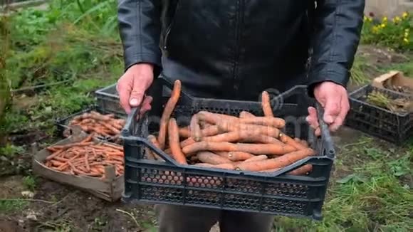 田里的农夫手里拿着胡萝卜的生物有机产品胡萝卜视频的预览图